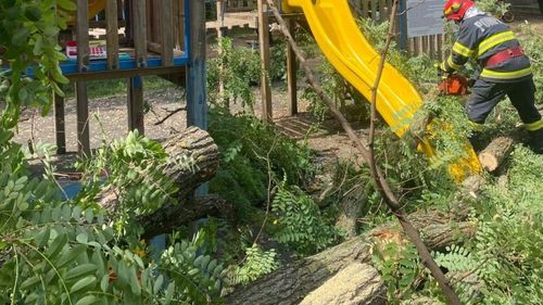 Un copac a căzut într-un parc din Suceava și a rănit ușor un copil de 10 ani