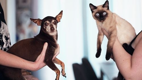 Pets&Cats, un nou produs editorial marca G4Media.ro: Un site dedicat tuturor iubitorilor de animale