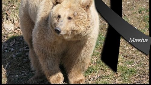 A murit ursoaica Masha, adusă din Ucraina, în sanctuarul din Brașov / ”A făcut probabil un atact cerebral”