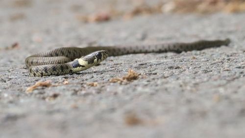 Salvamontiştii hunedoreni atrag atenţia asupra prezenţei viperelor pe unele trasee