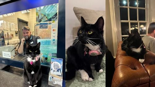 O pisică fugară a luat trenul pentru o aventură solitară de aproape 30 de kilometri. Stăpânii animalului de companie au urmărit cu uimire dispozitivul de monitorizare al pisicii în timp ce aceasta călătorea la gara Waterloo din Londra