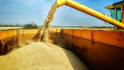 Agenția Domeniilor Statului stârnește rumoare printre fermieri. Redevență record de 2450 kg grâu/ha