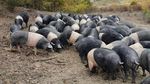 Ultimii 3.000 de porci / Cinta Senese, o rasă asemănătoare cu Mangalița, e aproape de dispariție în Italia / Animalele amenințate de pesta porcină ar putea fi trimise pe o insulă