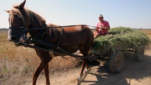 Mlaștină cu potențial turistic sau teren agricol: luptă între un ONG și fermieri în Delta Dunării
