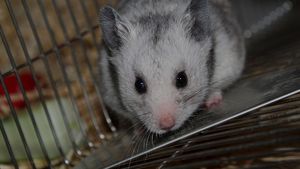 Teste realizate pe hamsteri în Hong Kong au dovedit eficacitatea măştilor sanitare împotriva răspândirii coronavirusului