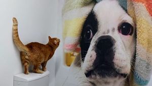 Cum s-au dezvoltat în România afacerile cu pensiuni și hoteluri pentru animale. Boxe pentru câini în stil american, serviciu de pet-taxi și relaxare în peisaje de vis pentru blănoșii favoriți