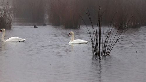 Două lebede moarte au fost găsite pe râul Jiu / Suspiciuni de gripă aviară