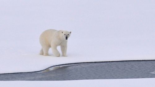 Satele din zona arctică scapă anul acesta de invazia urșilor polari / Marea a înghețat la timp iar urșii au plecat la vânătoare de foci
