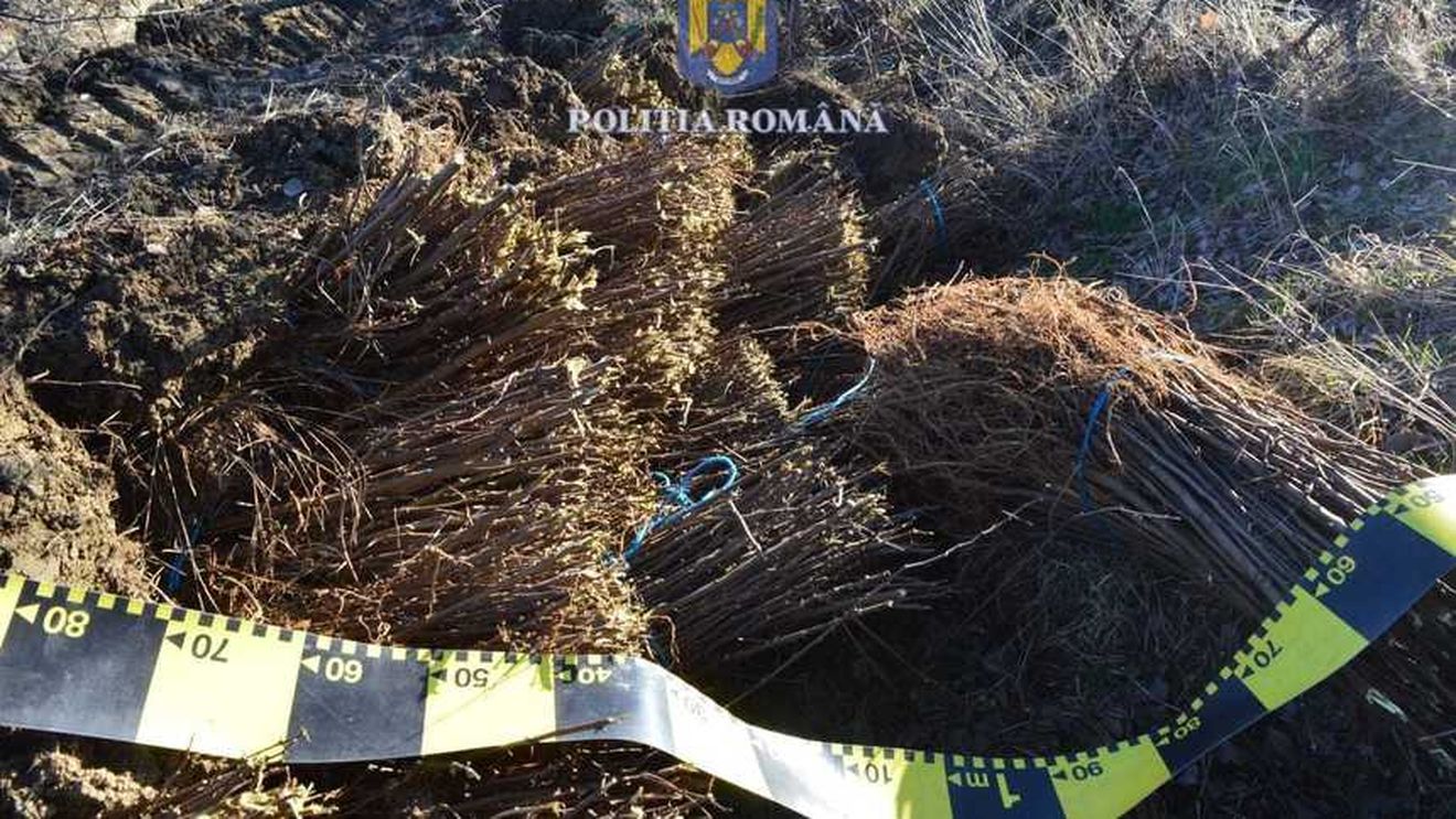 Un bărbat din Dolj a furat 20.000 de puieţi de salcâm dintr-o pepinieră / Pomii au fost găsiţi, însă erau distruşi din cauză că au fost lăsaşi în ger