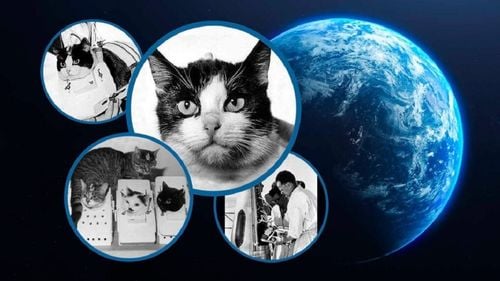 VIDEO | Félicette, singura pisică lansată vreodată în spațiu. Cum a ajuns o felină pariziană în atenția oamenilor de știință