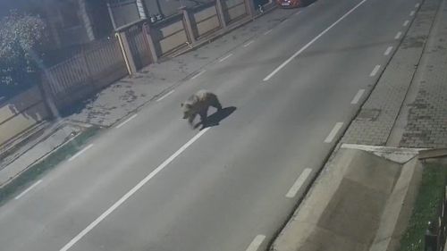 VIDEO Locuitorii unei comune din Alba și-au păzit străzile pe timpul nopții, de frica unui urs filmat în zonă cu o seară înainte