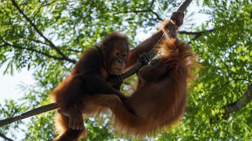 Un urangutan din Indonezia a fost văzut în premieră în timp ce îşi trata o rană cu o plantă care ameliorează durerea