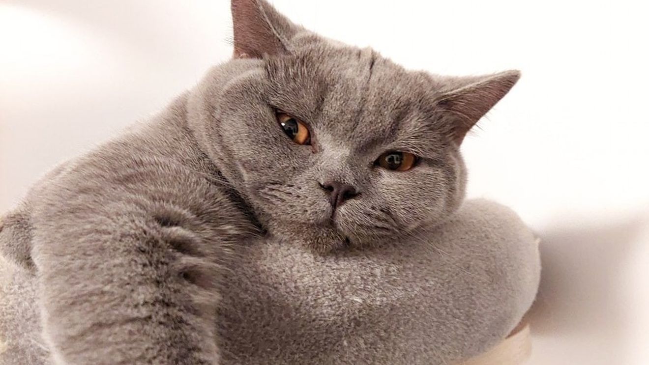 Știai că azi e Ziua Internațională a Pisicii? De ce sunt felinele reginele casei / Președinte de Asociație: Pentru că sunt distante, ne bucurăm de fiecare fărâmă de atenție pe care ne-o acordă