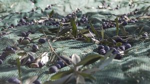 Cultivatorii greci de măsline au întărit paza livezilor de teama hoților/ Producția slabă din acest an a dublat prețurile uleiului de măsline