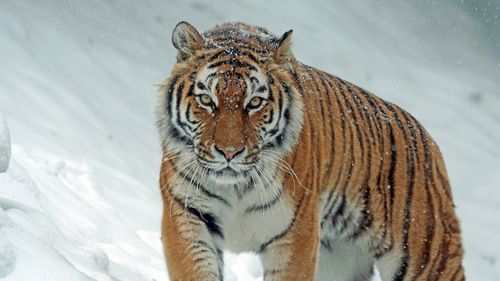 Un tigru a atacat trei îngrijitori într-un parc safari din Japonia / Un bărbat a fost transportat cu elicopterul la spital