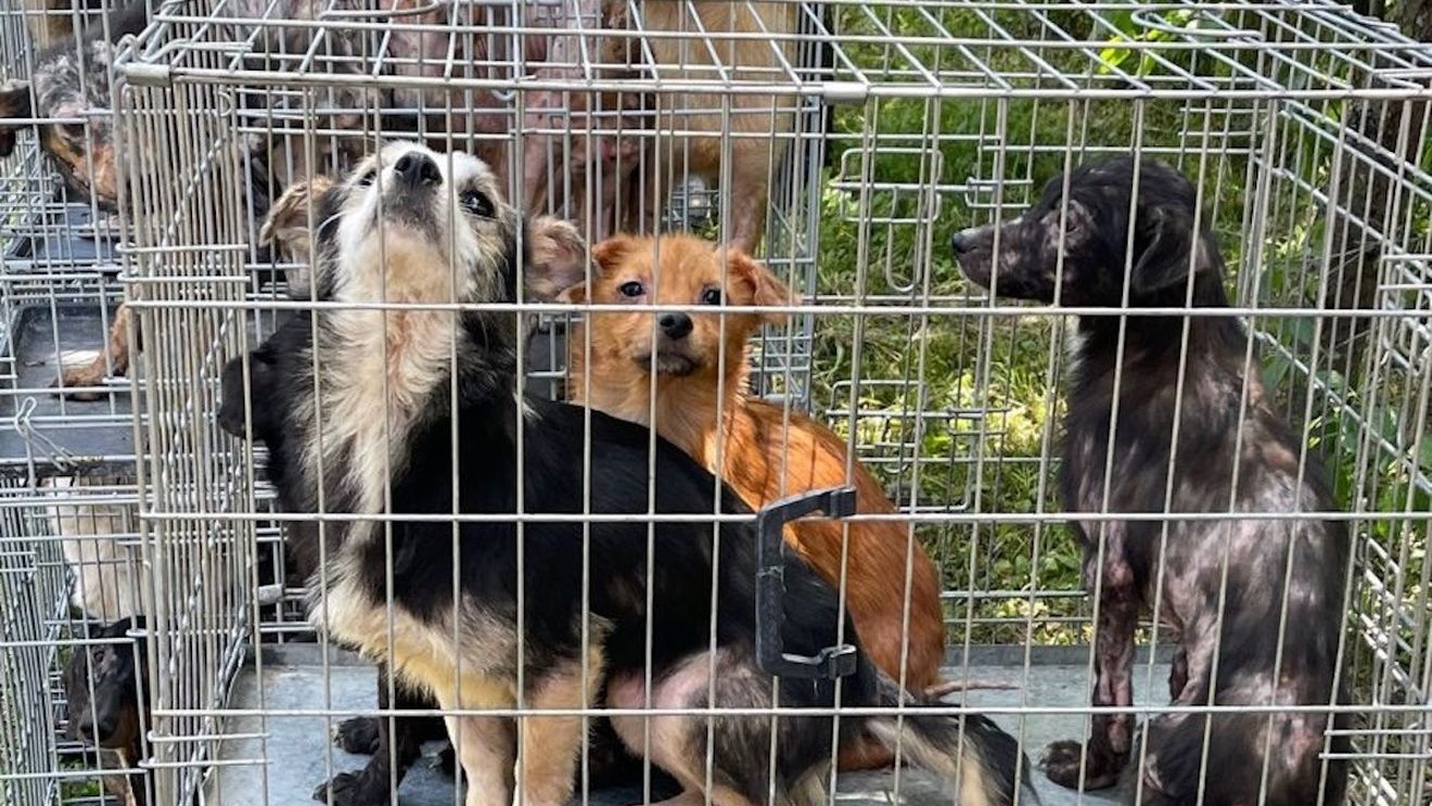 Un nou târg de adopţii de câini va avea loc pe 13 mai, la Centrul de Cultură „Palatele Brâncoveneşti”
