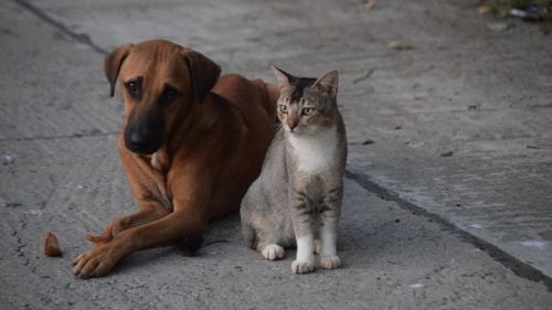 Pisica vs. câinele: De ce oamenii de știință nu pot decide cine este mai inteligent?