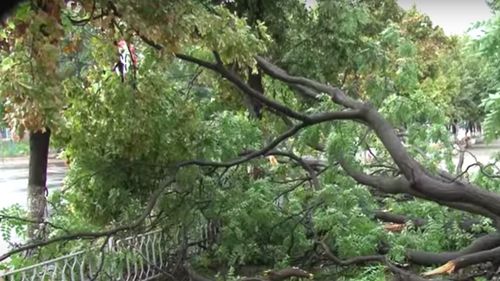 Traficul rutier oprit pe DN1, în județul Alba. Mai mulți copaci doborâți de vânt au căzut pe șosea