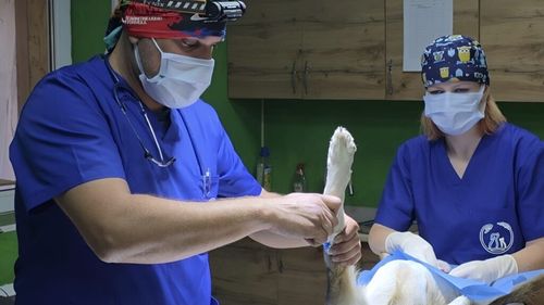 VIDEO EXCLUSIV | Fiecare viață merită o șansă. Mărturii exclusive din Ucraina, de la primul om din administrație trimis să ajute animalele lovite de război: „Am văzut urmările directe ale războiului. Oamenii nu își mai permit să trateze animalele. Am fost văzuți ca niște salvatori”