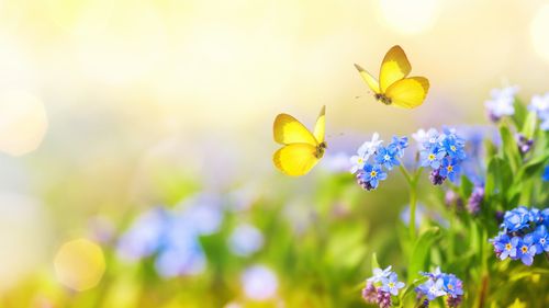 „Sensibile prin natură”: cum percep plantele lumea, fără un sistem nervos?