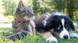 Dolj, campion național în protecția animalelor: Sute de sancțiuni, campanii în școli și măsuri preventive care transformă județul într-un exemplu pentru toată țara