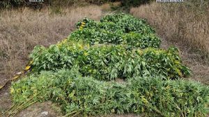 Procurorii au confiscat 1,3 tone de canabis în județul Neamț, dintr-o seră / Proprietarul serei intenționa să comercializeze producția de canabis