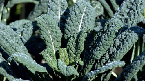 Ce este varza neagră, cum o poți prepara și de ce să o cauți și să o adaugi pe lista alimentelor de toamnă-iarnă. Este ceea ce anglosaxonii numesc kale dar are origini străvechi