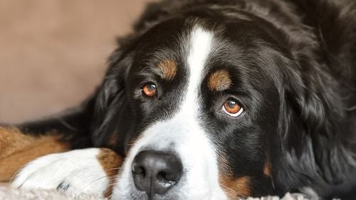 Şedinţe de terapie cu câini în spitalele din Ilfov, prin proiectul "HAM grijă de tine!" / ”Nu e nicio implicare financiară. Practic, nu ne costă nimic să facem bine”