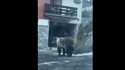 VIDEO Urşi filmaţi în timpul zilei la intrarea unui hotel de patru stele din Sinaia