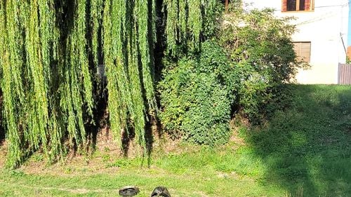 56 de cauciucuri scoase din Cibin, în mijlocul Sibiului. ”Scoatem cauciucurile aruncate de cetățenii europeni”