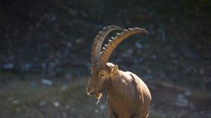STUDIU Caprele alpine îşi sporesc activitatea pe timpul nopţii pe măsură ce clima devine mai caldă