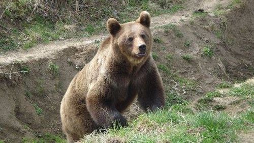 Copil de 8 ani, atacat de urs într-un sat din Covasna/ Primarul: Din fericire nu e grav, dar să vă gândiţi că ursul a intrat în localitate aproape în mijlocul zilei şi a traversat toată comuna 