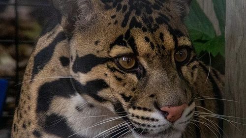 Trei leoparzi ai zăpezilor au murit săptămâna aceasta în urma infectării cu COVID-19 la o grădină zoologică din Nebraska
