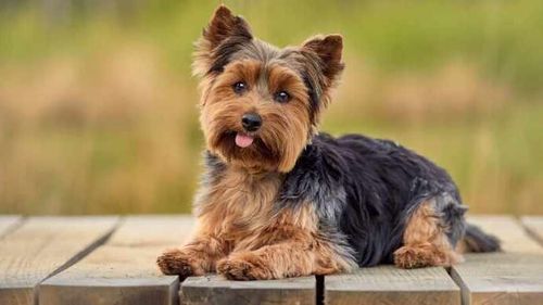 Franța, protecția animalelor: Deputații votează pentru interzicerea zgărzilor de dresaj electrice sau cu țepi la câini și pisici