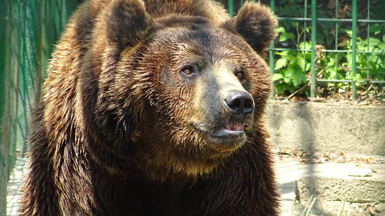 Sute de vizitatori la Grădina Zoologică din Sibiu, în a doua zi de Paște/ A fost adusă o gazelă nouă și un urs brun