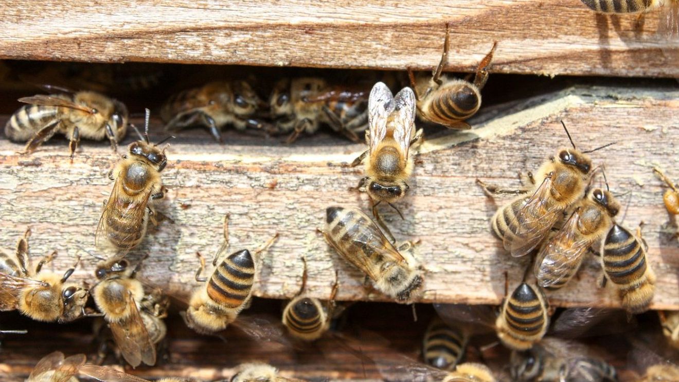 Albine dintr-o specie rară din Australia, redescoperite după o absență de aproape 100 de ani