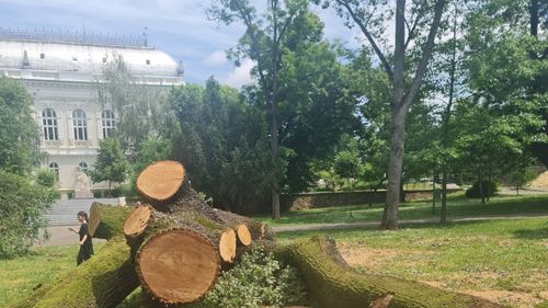 Procurorii arădeni fac cercetări la trei luni după tăierea unor arbori din centrul orașului, între care și cel mai bătrân stejar din Arad/ Tăierile au fost făcute la comanda primăriei
