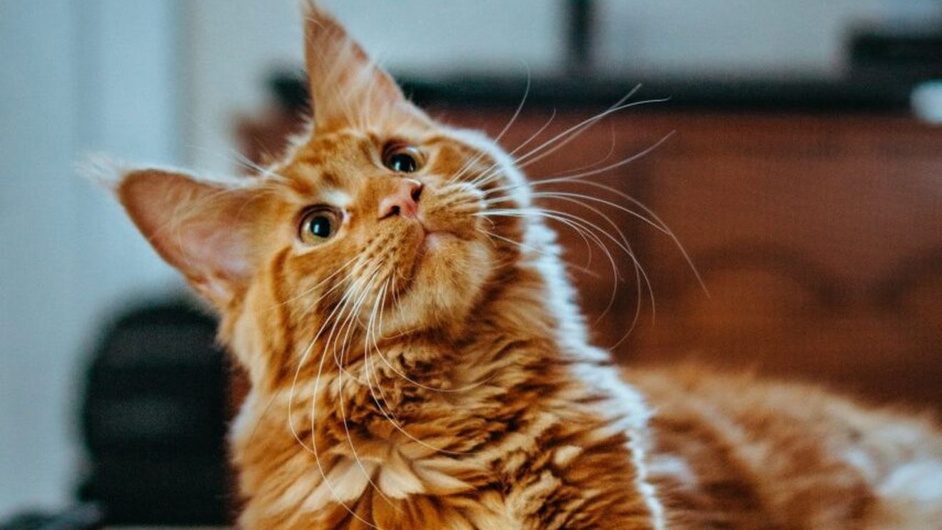 Orașul Nairobi organizează o dezbatere publică pe tema pisicilor cu rabie: Iubitorii de feline acuză autoritățile că vor să impună o "taxă pe pisici"