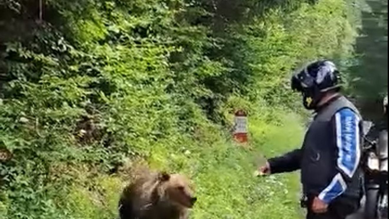 Urşii de pe marginea Transfăgărăşanului vor fi relocaţi în Sanctuarul de la Zărneşti/ Mircea Fechet: Specialiştii m-au informat că aceşti urşi şi-au schimbat fundamental comportamentul, cerşitul la drum devenind principala lor sursă de hrană