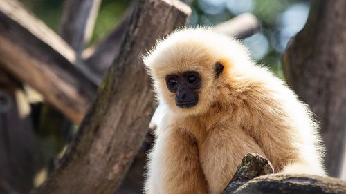 Japonia: O femelă gibon care trăia singură în cuşca sa a avut un pui / După doi ani, îngrijitorii au stabilit cum a fost posibil acest lucru