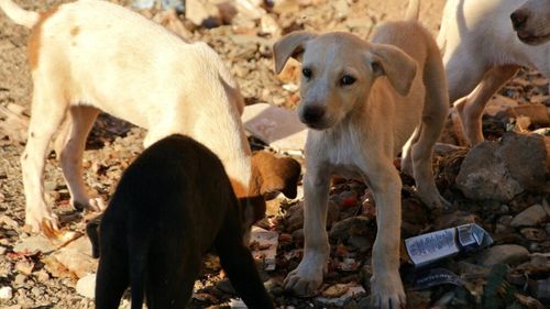 Amenzi de zeci de mii de lei și risc de rabie: Problema câinilor fără stăpân la Vaslui