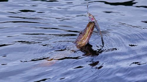 Pescarii comerciali din Delta Dunării au depășit cota la știucă, au ajuns la aproape 130 de mii de kilograme, cota fiind de 60 de mii / „Este un semnal că eforturile de conservare a speciei au dat rezultate”