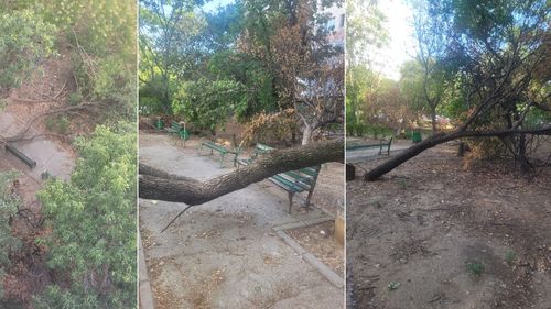 FOTO Imagini dezolante, la o lună după ce 20 de copaci au fost secerați cu drujbele în plină zi, fără autorizație, în Sectorul 3 / Ce amenzi au primit indivizii filmați și proprietarul terenului