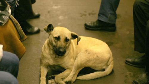 Câinii vagabonzi din Moscova știu să meargă cu metroul, când să urce și când să coboare. Cum au învățat să folosească transportul subteran al capitalei ruse cu atâta precizie