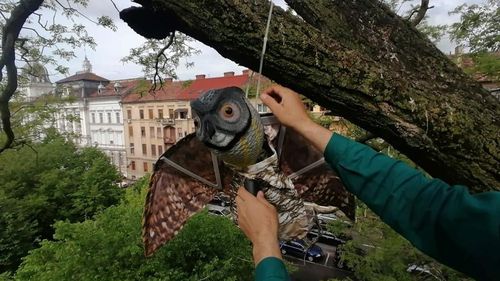 Primăria Arad vrea să alunge ciorile din oraş cu bufniţe false agăţate în copaci / Primarul Bibarț: Sunt locuri în lume în care metoda a funcționat. Sperăm că și la noi