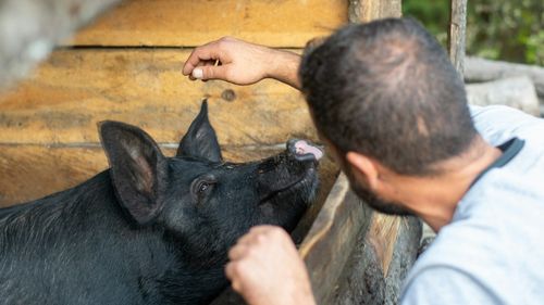 Focar de pestă porcină africană, confirmat la o fermă din Constanța / Vor fi sacrificate 49.000 de animale