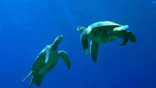 De la „pe cale de dispariție” la „cel mai puțin amenințate”: Cum au reușit broaștele țestoase verzi să evite extincția