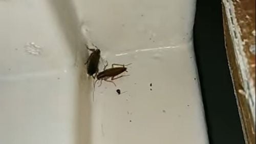 Cazul gândacilor găsiți în Secţia de Pediatrie a Spitalului Judeţean Botoșani: Doi medici au fost amendaţi cu câte 5.000 de lei fiecare