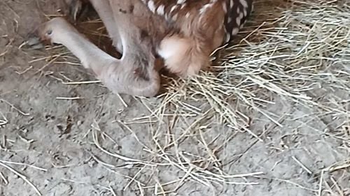 Pui de cerb carpatin, născut la Grădina Zoologică din Craiova / Accesul publicului aici e gratuit