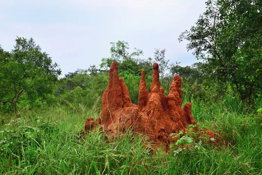 mușuroi de termite